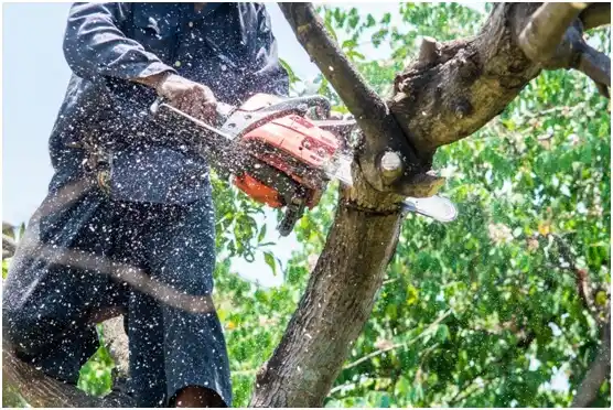 tree services Durant